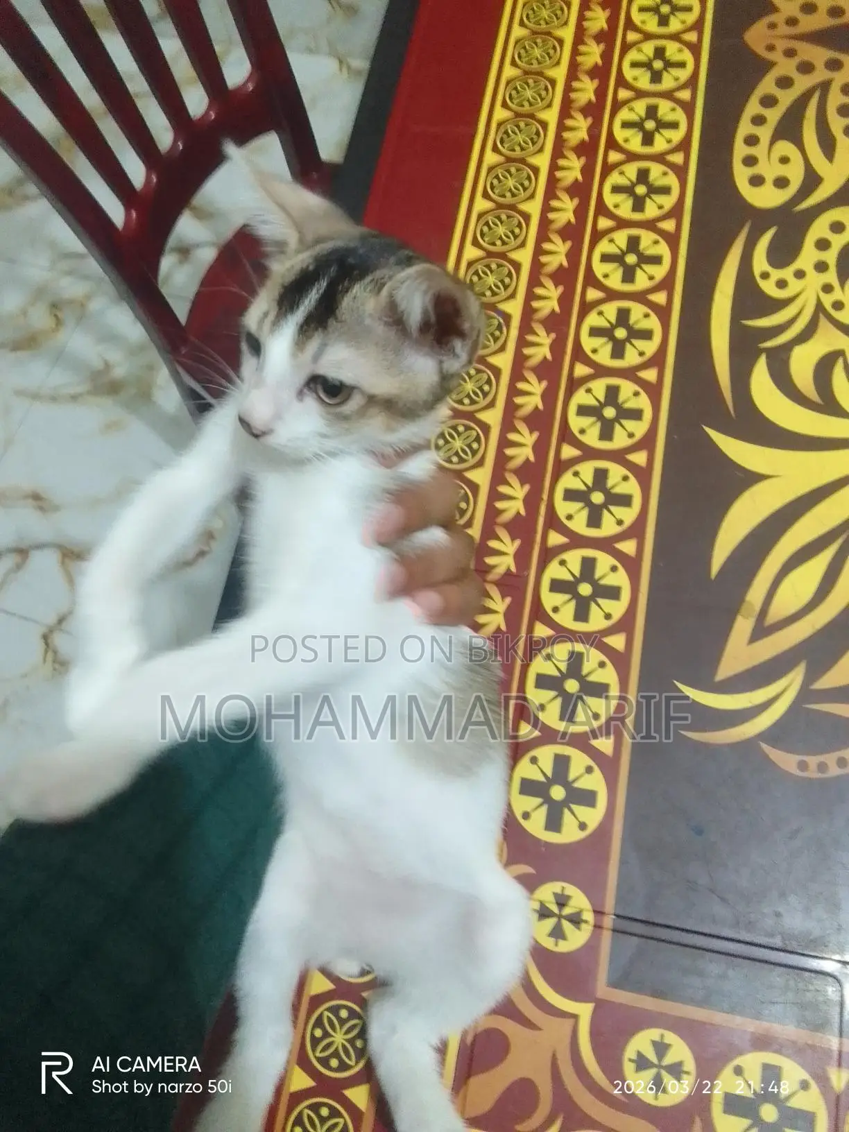 Cat Adoption