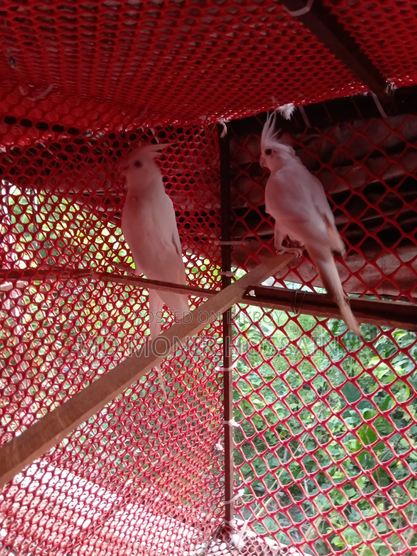 আলবিনো কোকাটেল/ কাকাতুয়া/cockatiel Bird