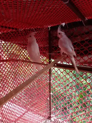 আলবিনো কোকাটেল/ কাকাতুয়া/cockatiel Bird