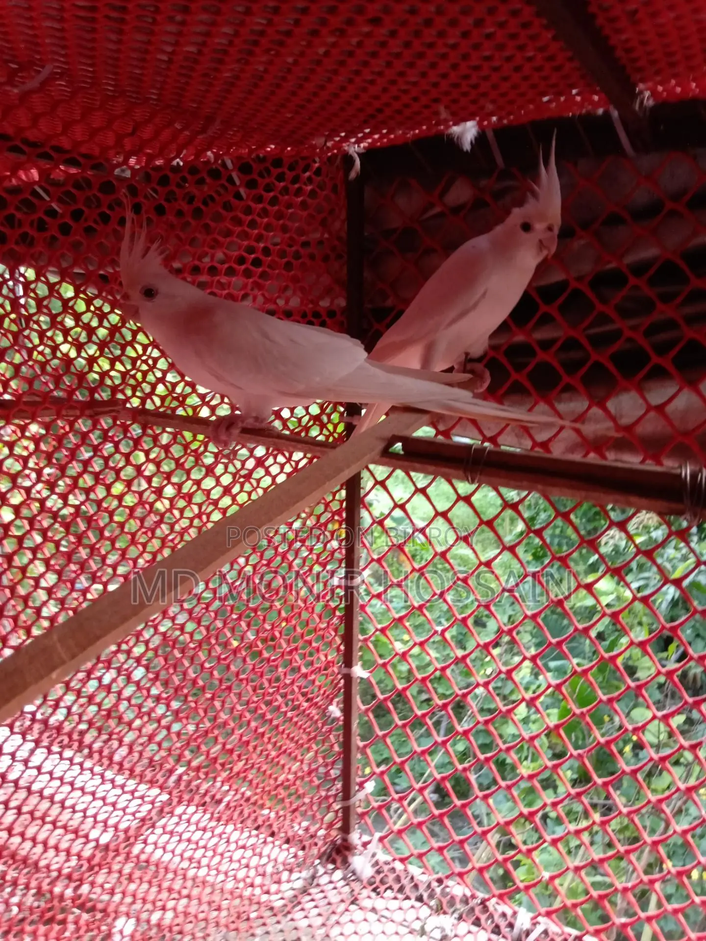 আলবিনো কোকাটেল/ কাকাতুয়া/cockatiel Bird