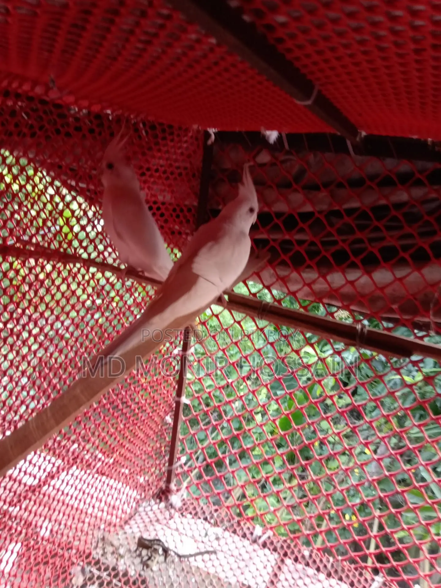 আলবিনো কোকাটেল/ কাকাতুয়া/cockatiel Bird