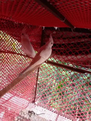 আলবিনো কোকাটেল/ কাকাতুয়া/cockatiel Bird