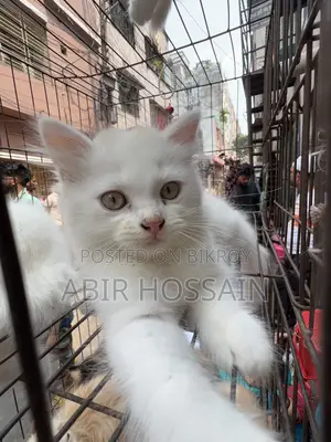 Blue & Brown Eyes Persian Cats Male