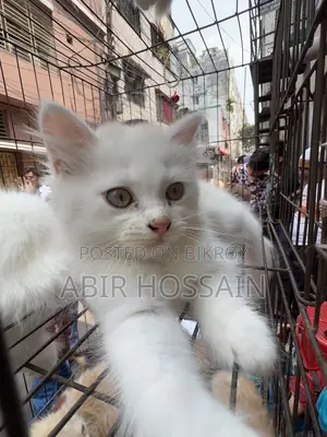 Blue & Brown Eyes Persian Cats Male