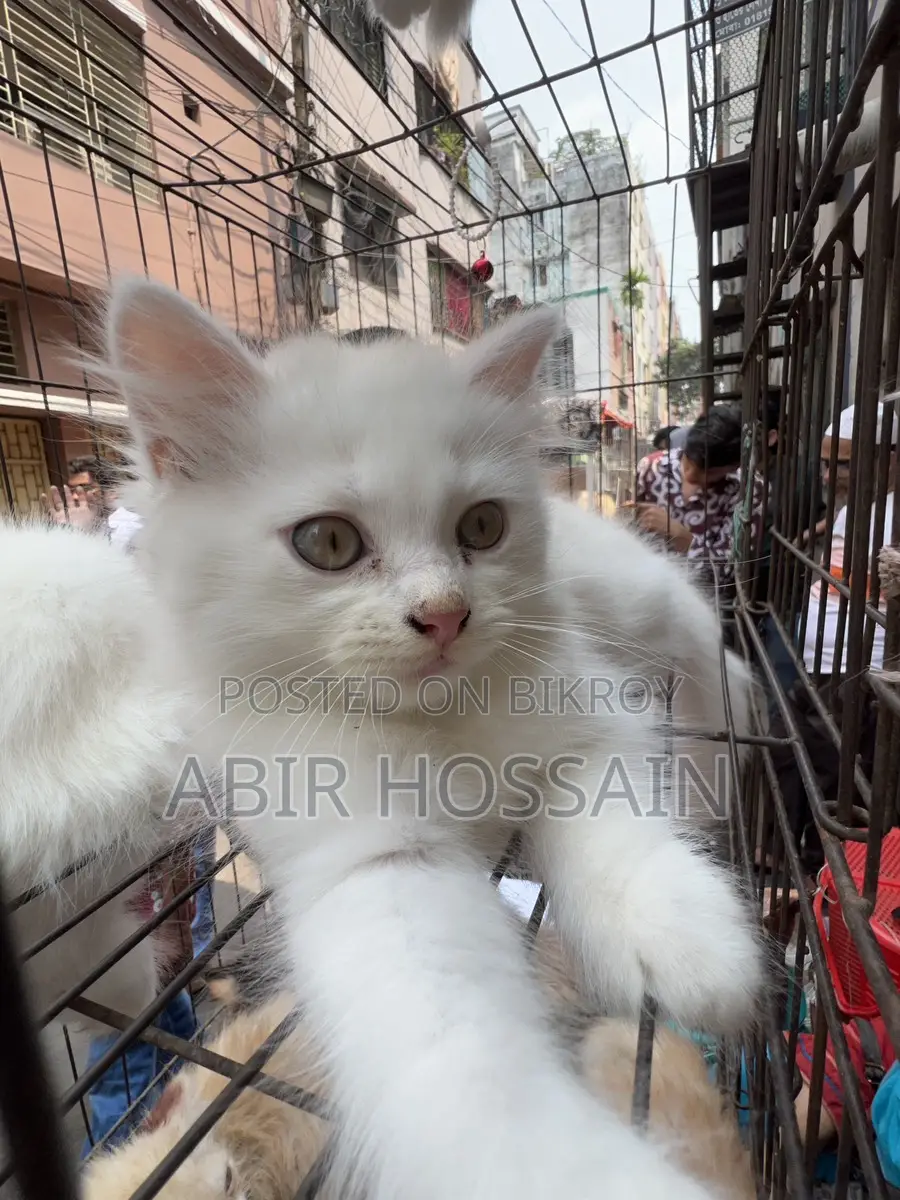Blue & Brown Eyes Persian Cats Male