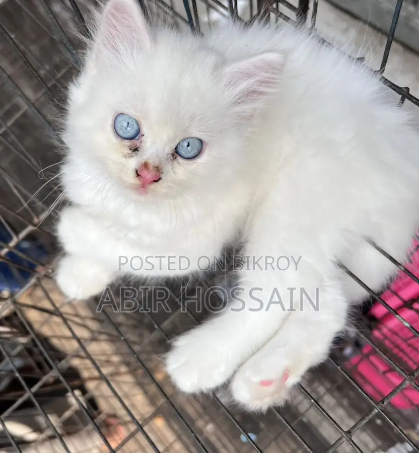 Blue & Brown Eyes Persian Cats Male