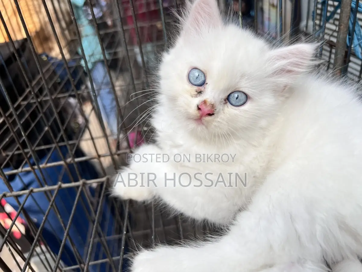 Blue & Brown Eyes Persian Cats Male