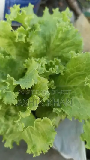 Lettuce Leaves