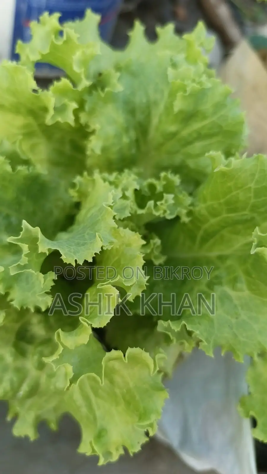 Lettuce Leaves