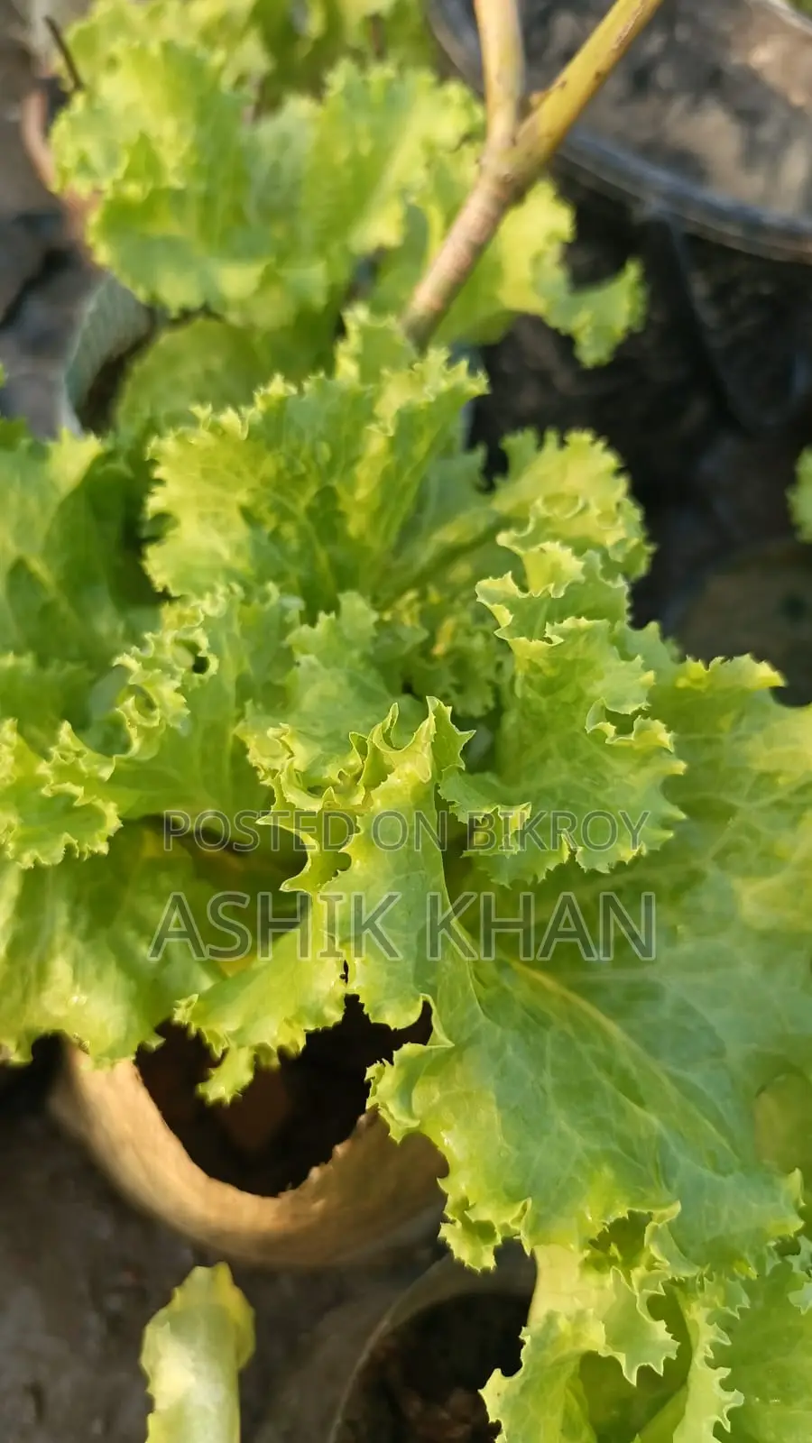Lettuce Leaves