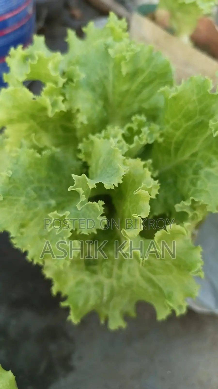 Lettuce Leaves