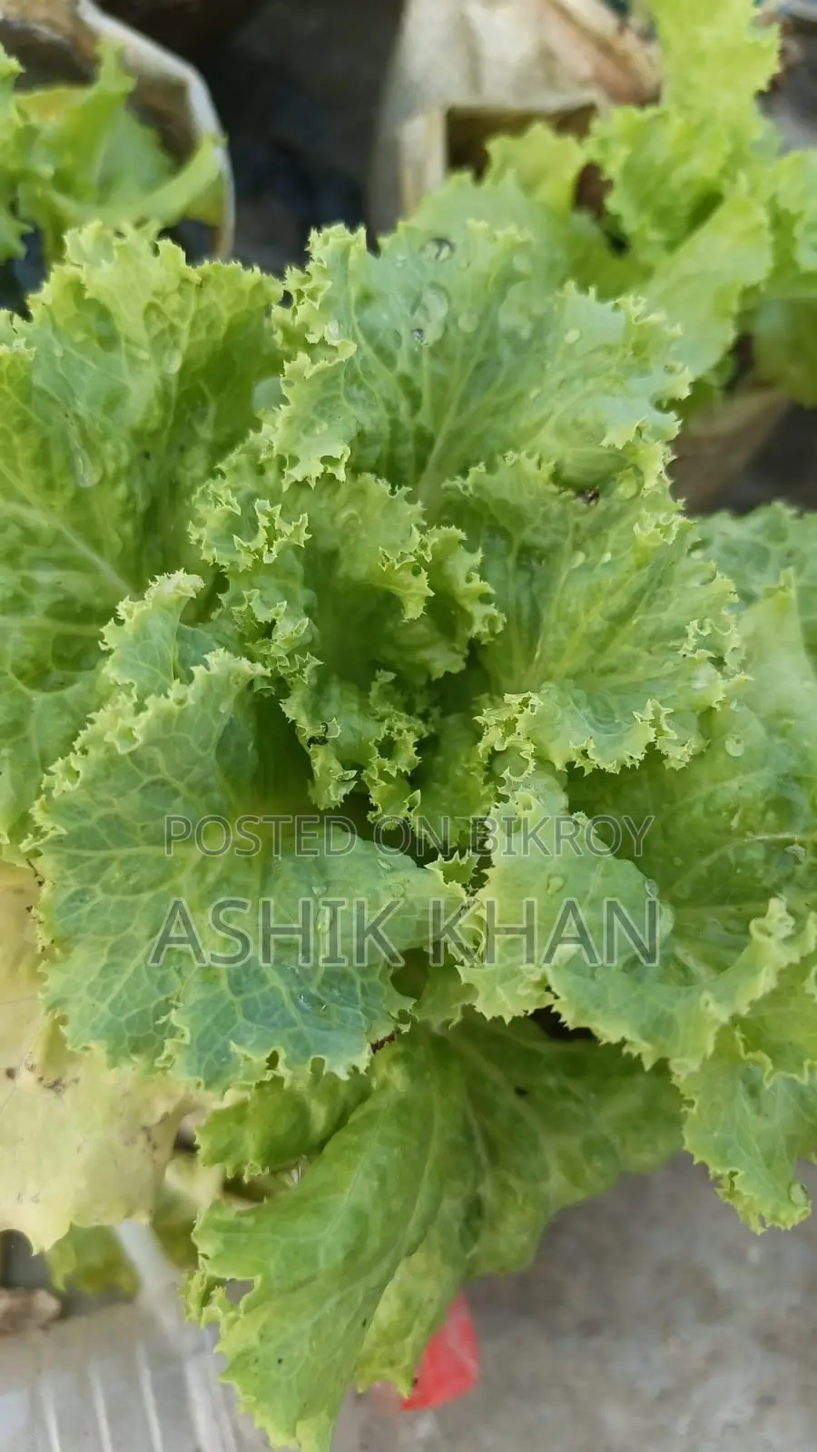 Lettuce Leaves