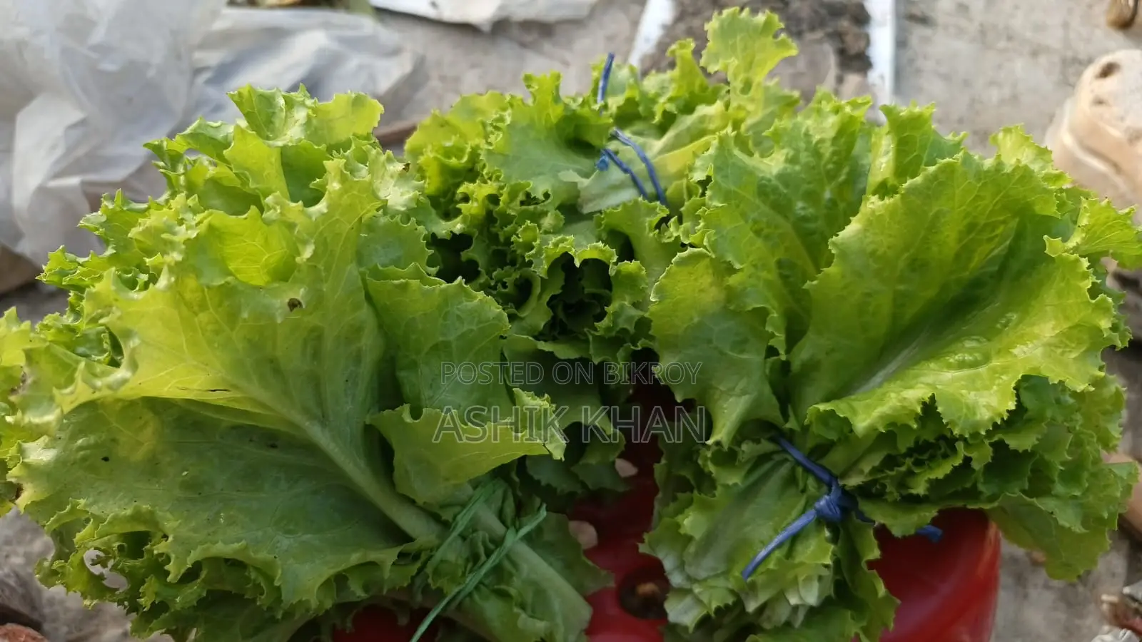 Lettuce Leaves