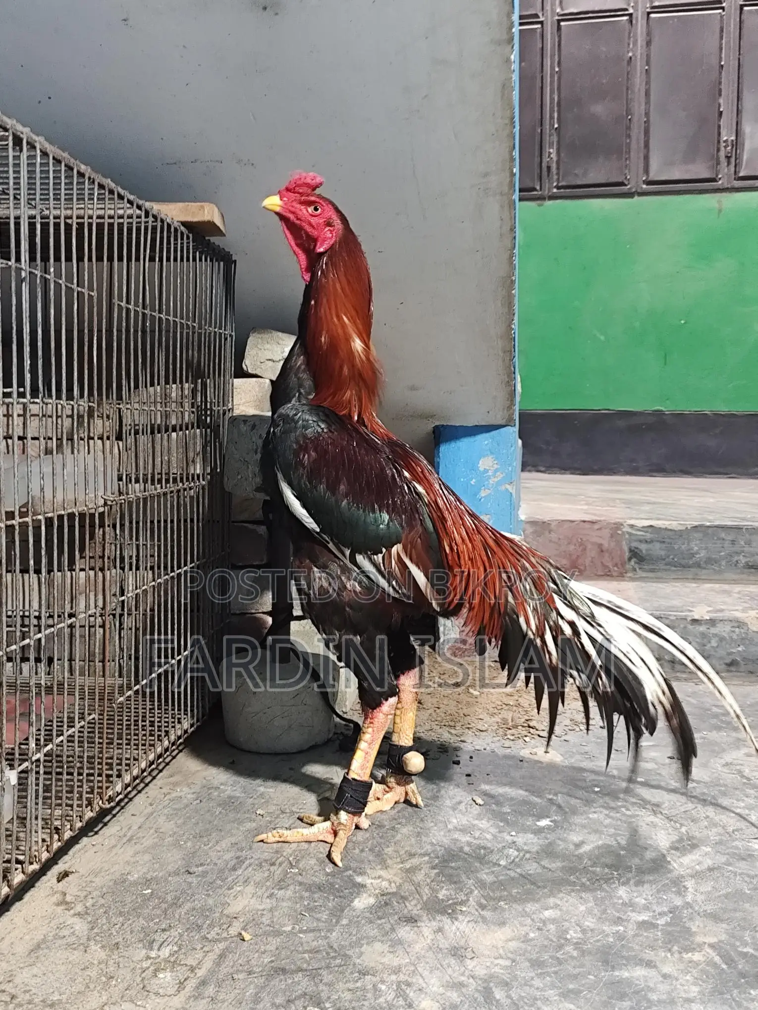 Asli Morok Chicken