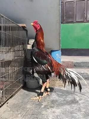 Asli Morok Chicken