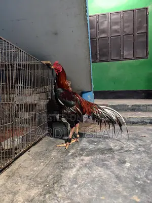 Asli Morok Chicken