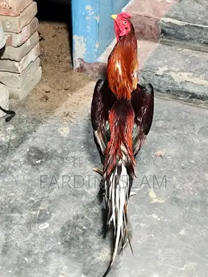 Asli Morok Chicken