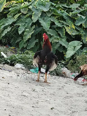 Asli Morok Chicken