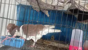Pair of Siraji Pigeons with Eggs for Sale