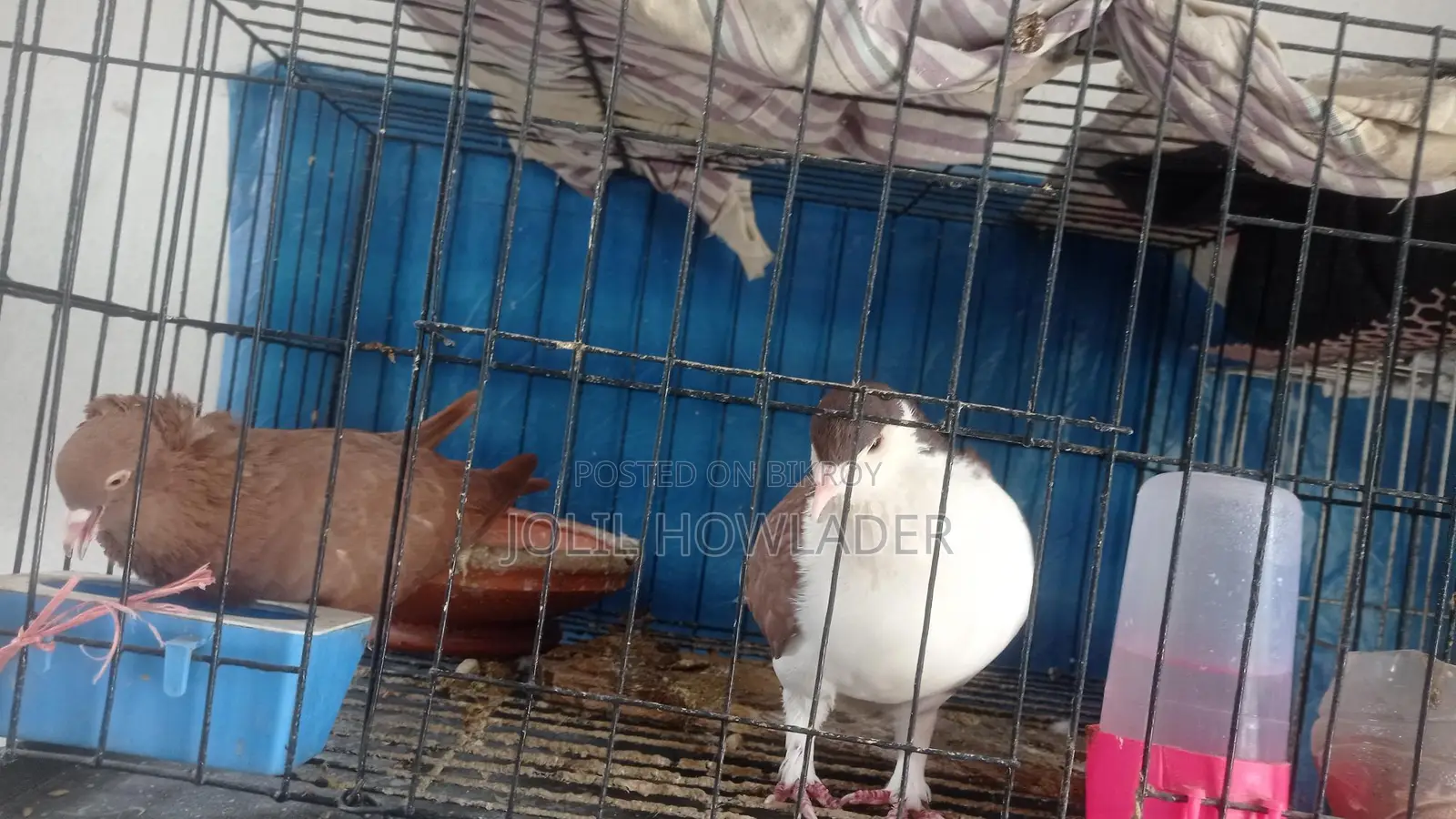 Pair of Siraji Pigeons with Eggs for Sale