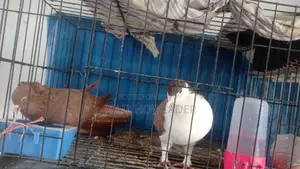 Pair of Siraji Pigeons with Eggs for Sale