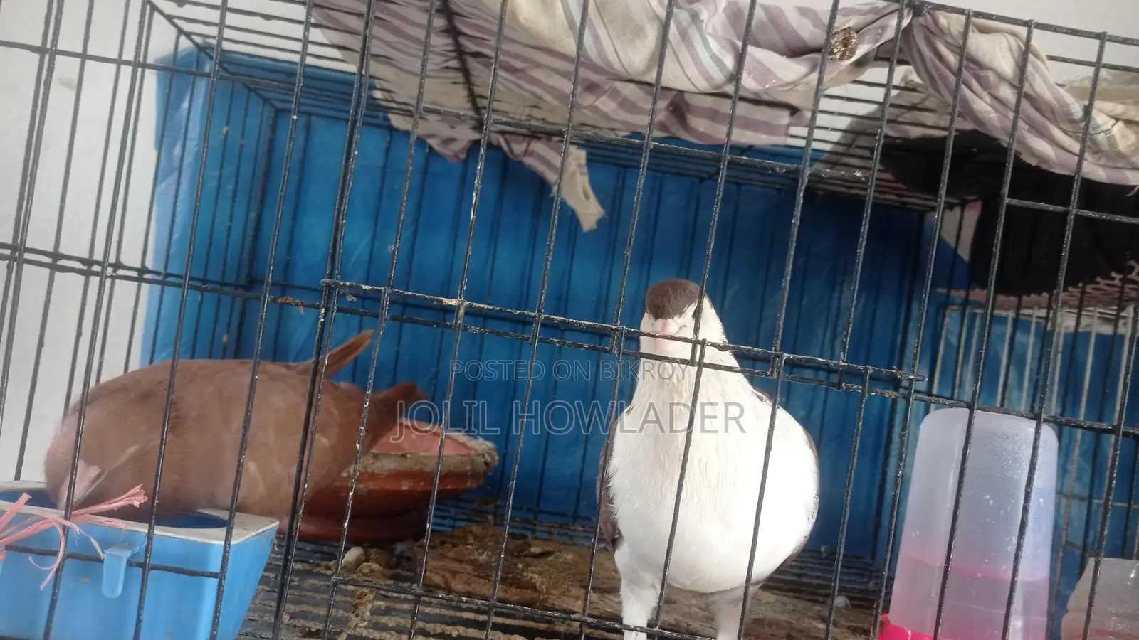 Pair of Siraji Pigeons with Eggs for Sale