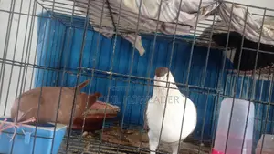 Pair of Siraji Pigeons with Eggs for Sale