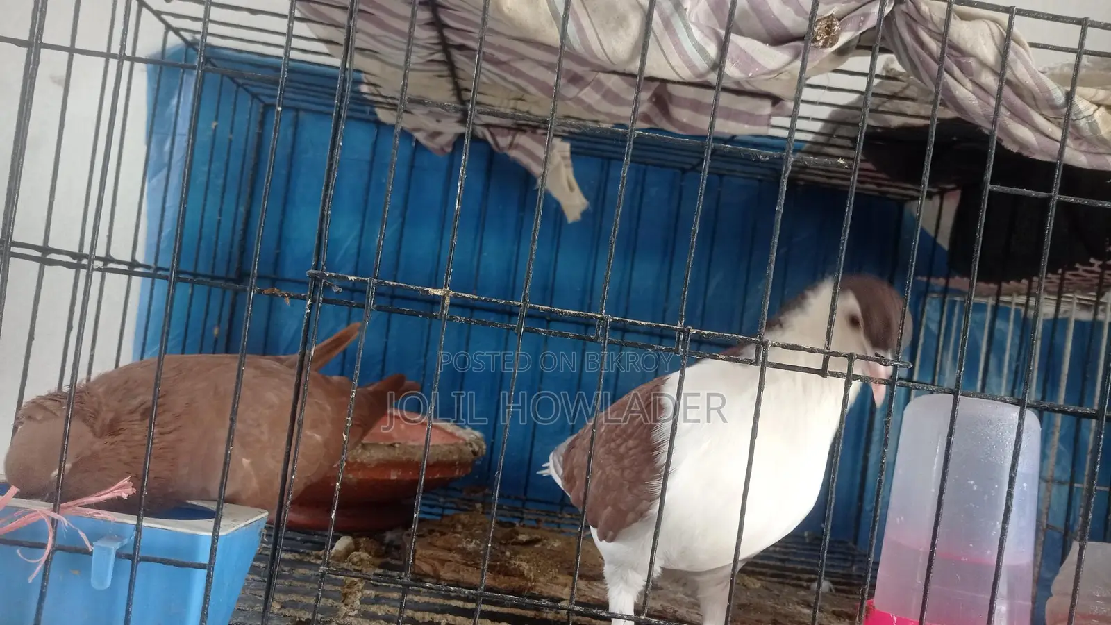 Pair of Siraji Pigeons with Eggs for Sale