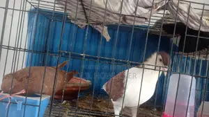 Pair of Siraji Pigeons with Eggs for Sale