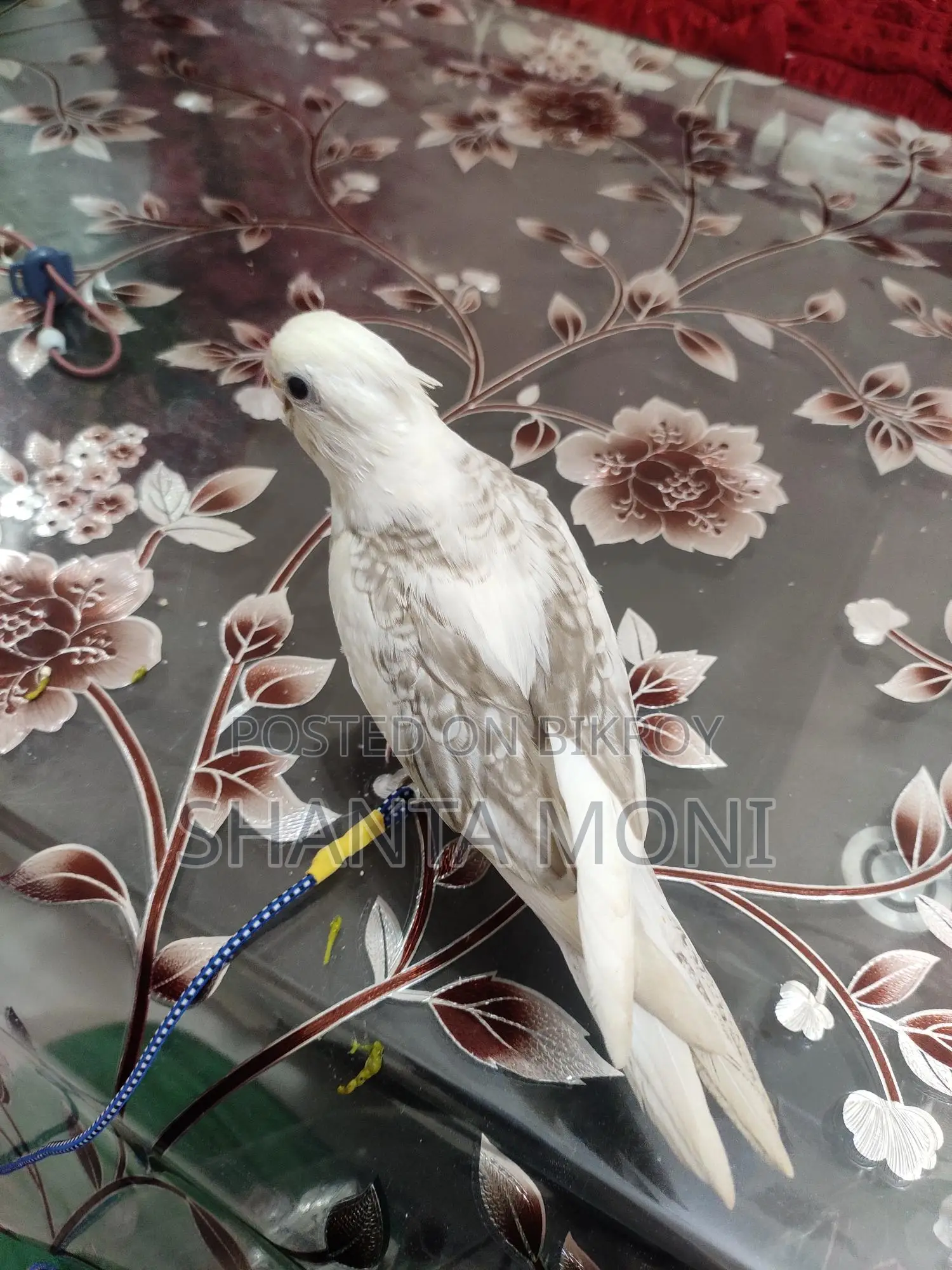 Tame Cockatiel