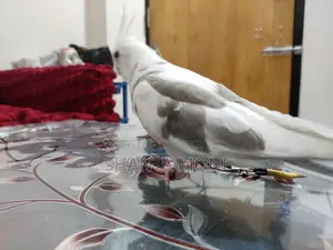 Tame Cockatiel
