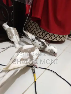 Tame Cockatiel