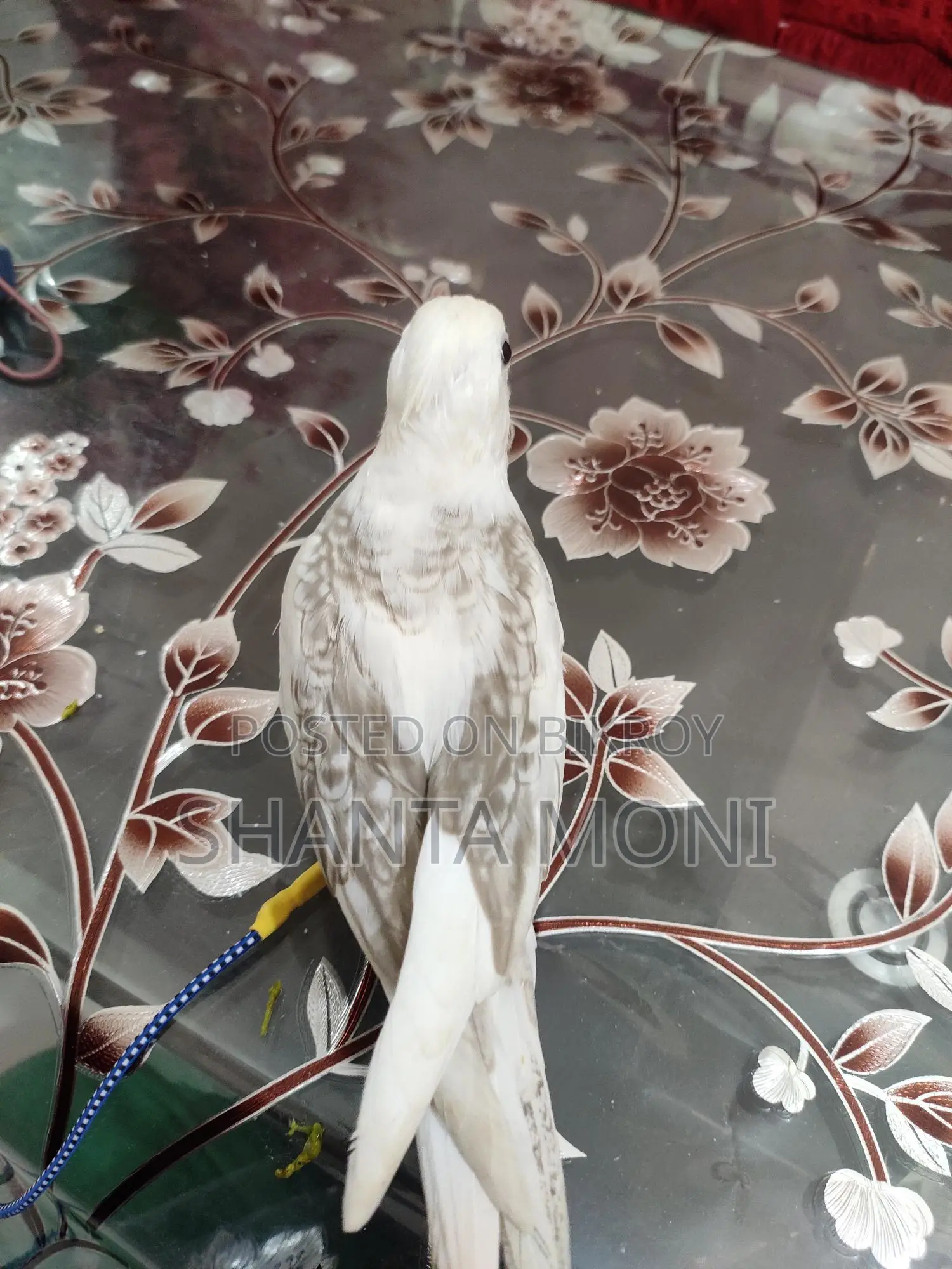 Tame Cockatiel
