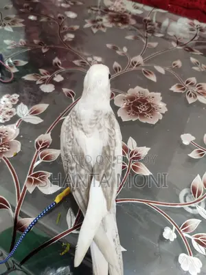 Tame Cockatiel