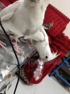 Tame Cockatiel