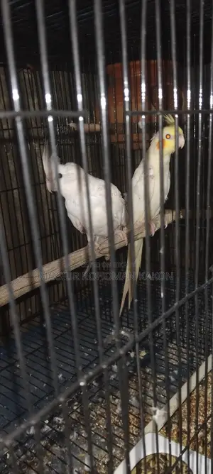Cockatiel for Sell