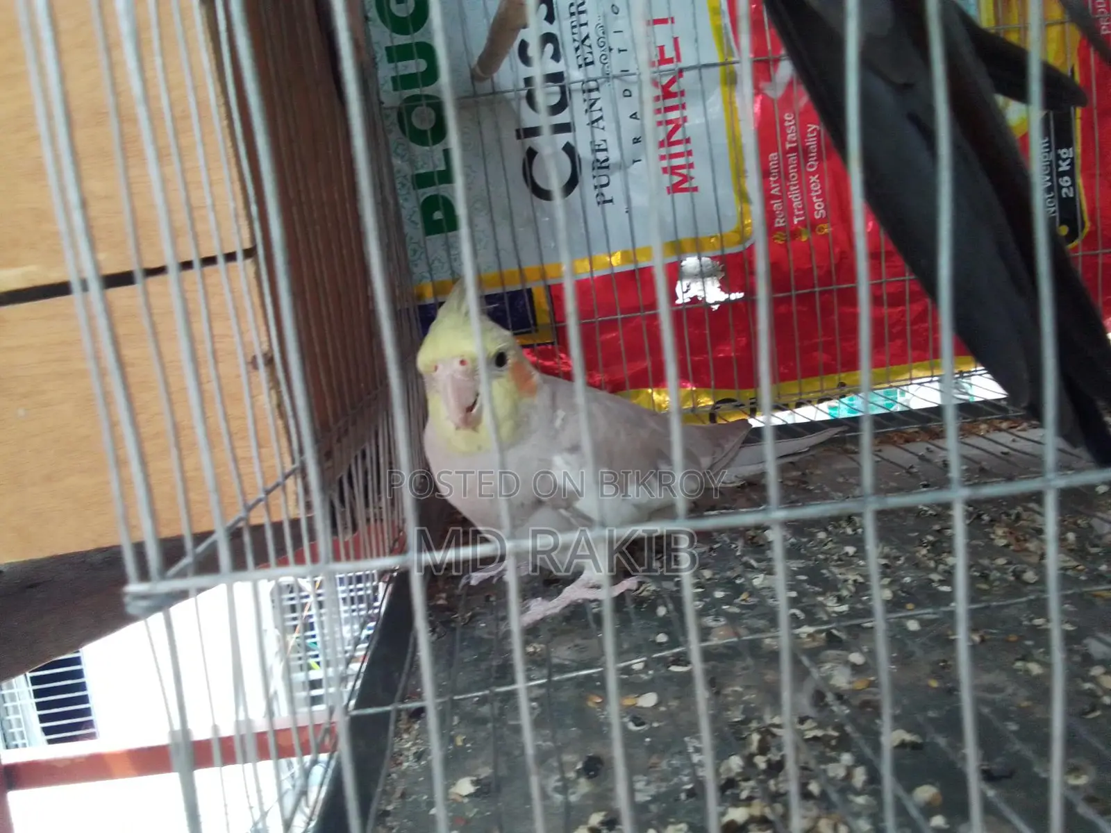 1 pis full adult female cockatiel