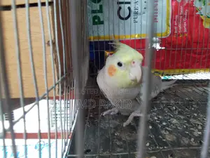 1 pis full adult female cockatiel