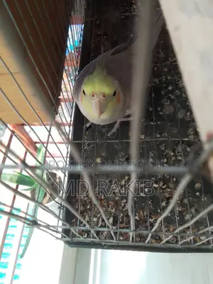 1 pis full adult female cockatiel