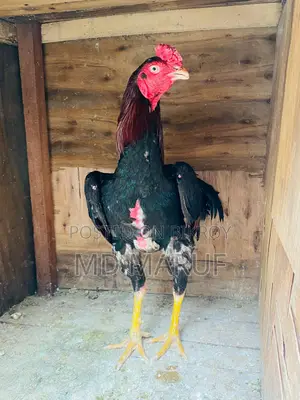 12 Roosters for Sale - Selling as a Set