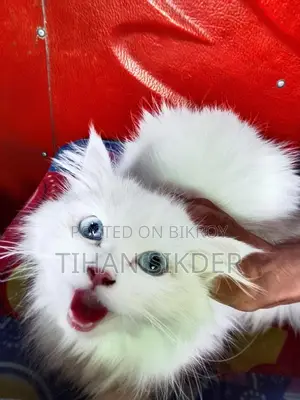 Blue Eyes Female