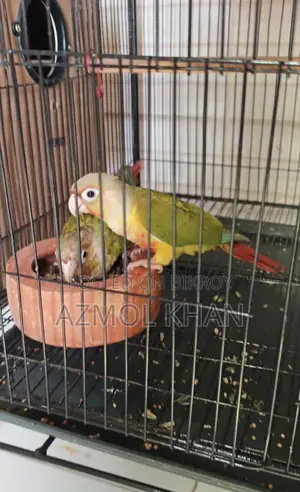 Pineapple Conure Red Factor