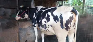 ১১৬৩ নং গাভী গরু কিনুন পোষার জন্য ভালো হবে ।