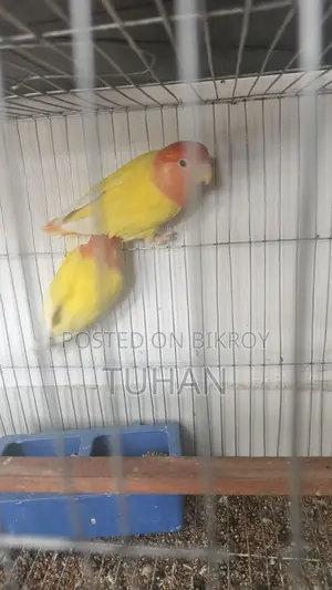 Love Bird