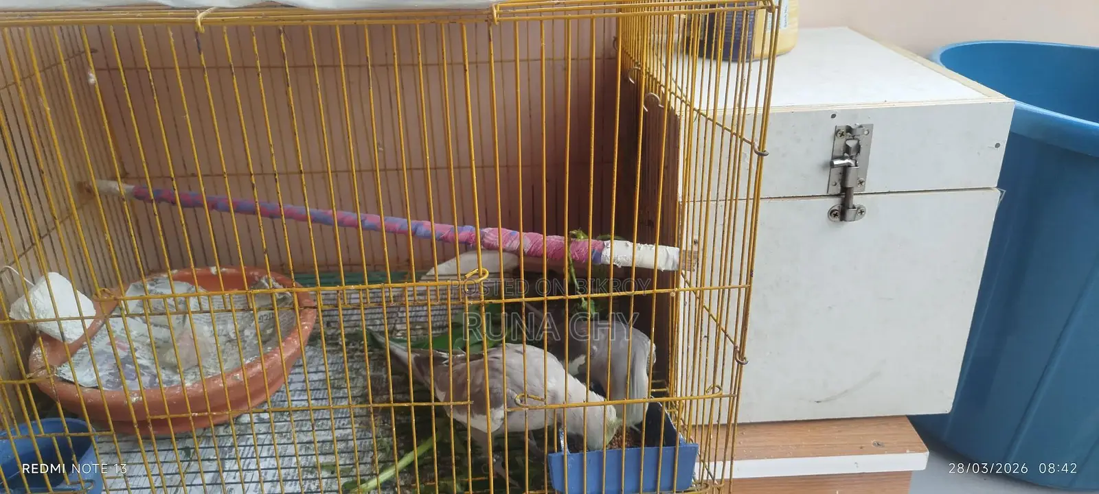 কোকাটেল