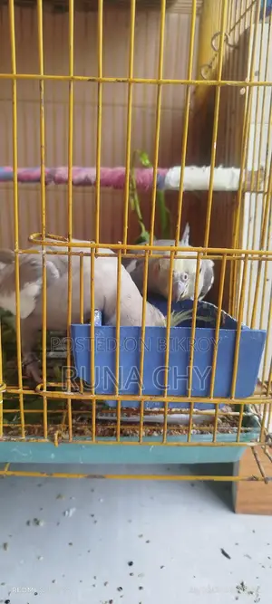 কোকাটেল
