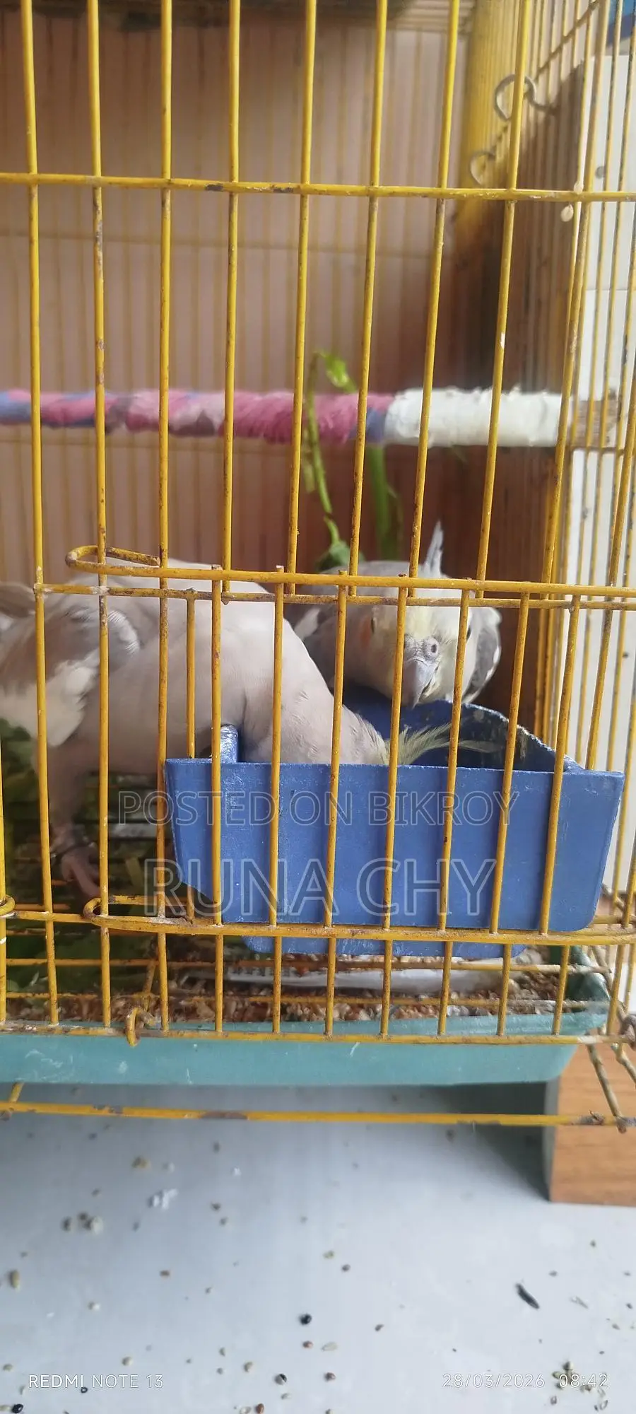 কোকাটেল