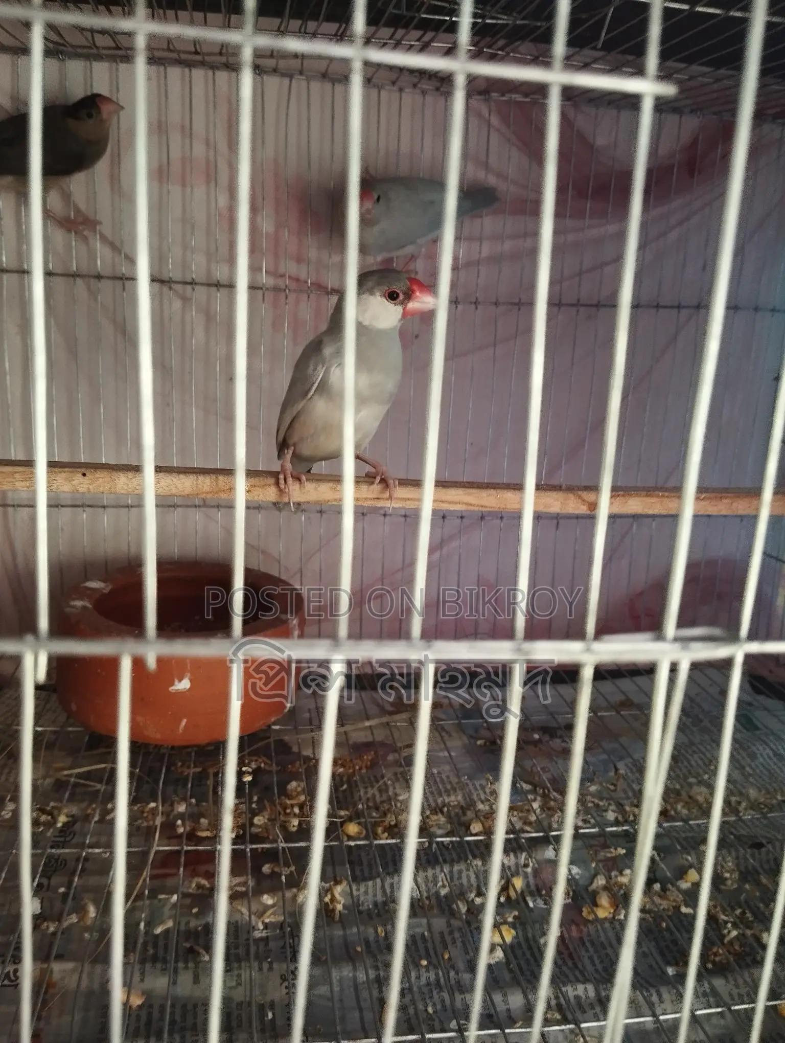 2 Adult Pairs and 1 Male Java Sparrow