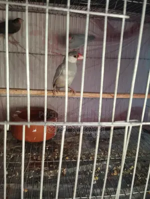 2 Adult Pairs and 1 Male Java Sparrow