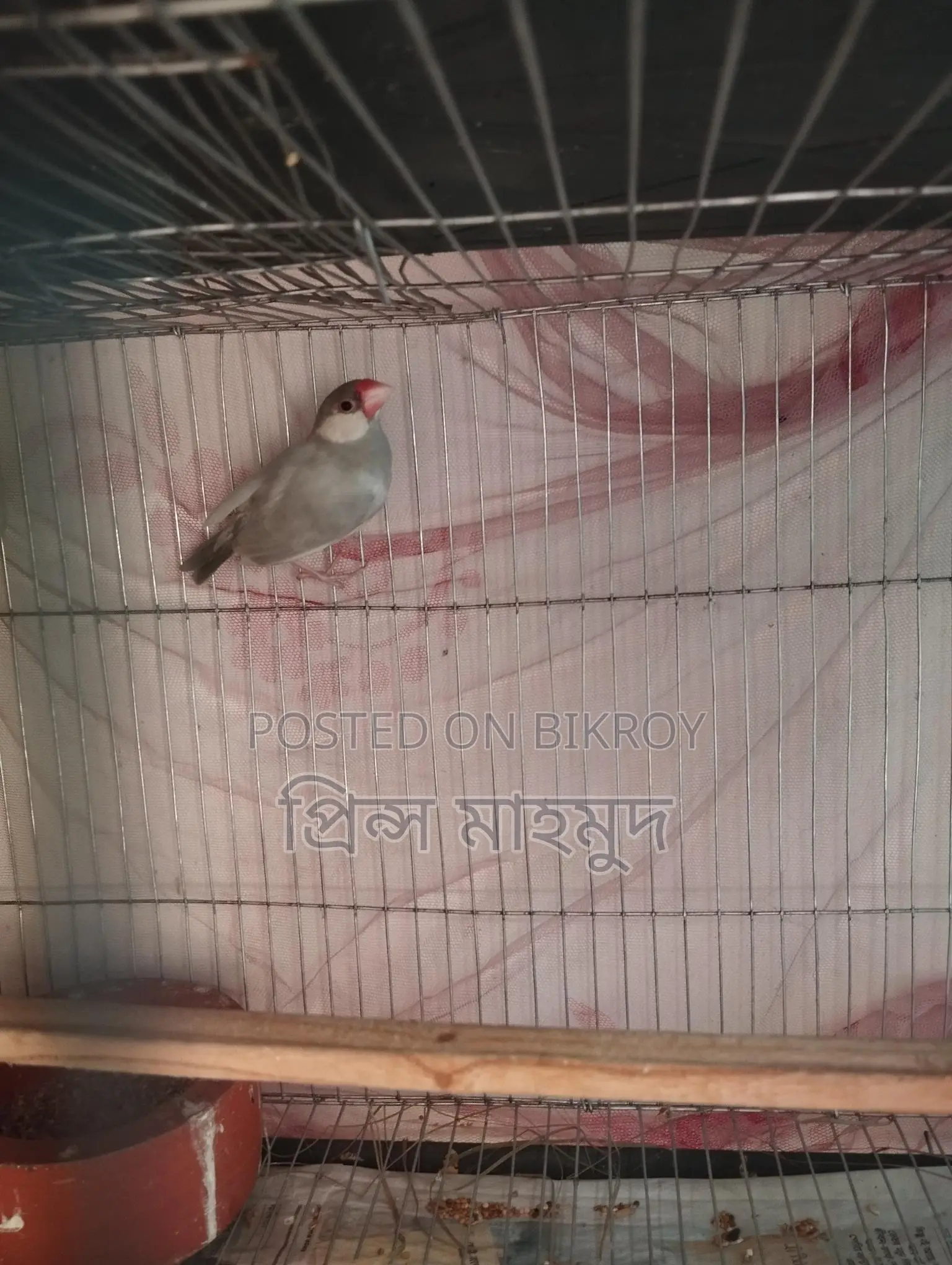 2 Adult Pairs and 1 Male Java Sparrow